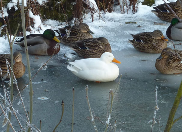 Aylesbury Duck